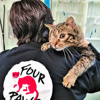 Frutiger Cats